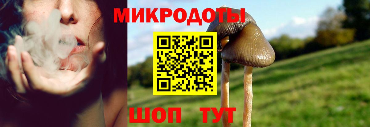 Галлюциногенные грибы Psilocybe Ачхой-Мартан